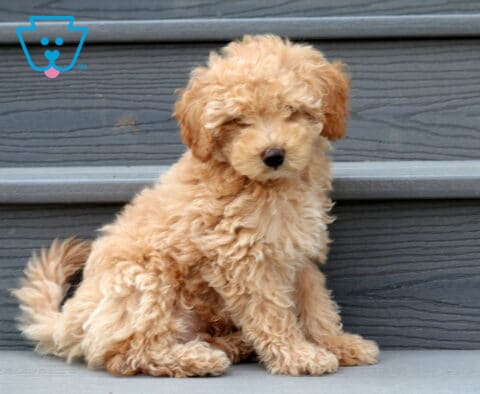 Charlie Cavapoo