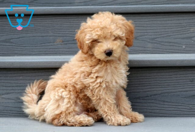 Fluffy apricot Cavapoo puppy with a soft curly coat sitting on gray wooden steps, showing an adorable teddy bear face and a calm, gentle expression. image