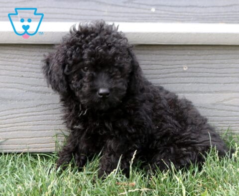 Charlie Cavapoo