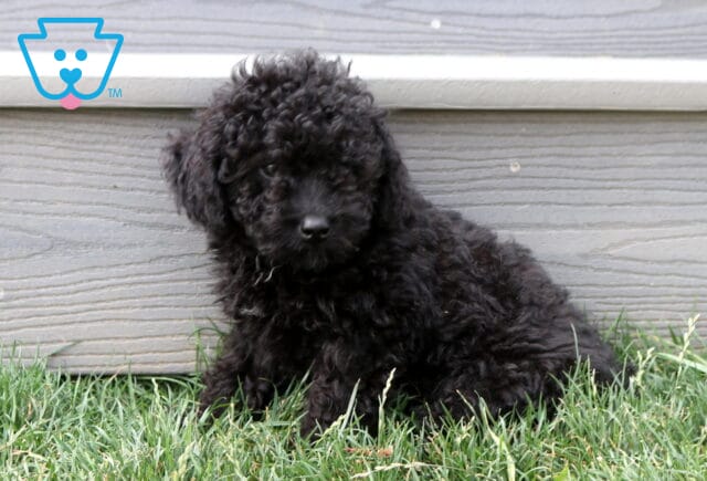 Charlie Cavapoo image
