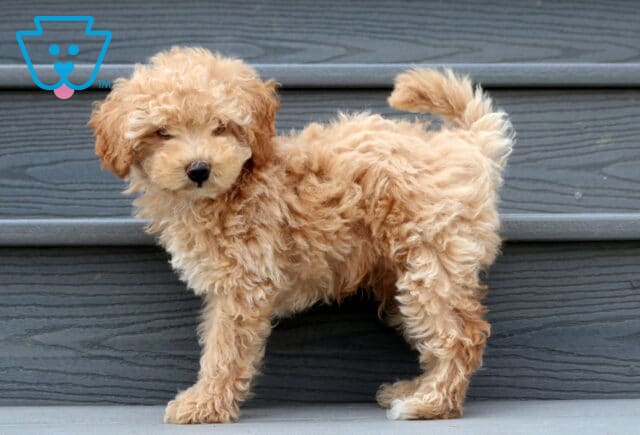 Apricot Cavapoo puppy standing on gray porch steps with a fluffy curly coat, tail held high, and a sweet teddy bear face looking curiously toward the camera. image