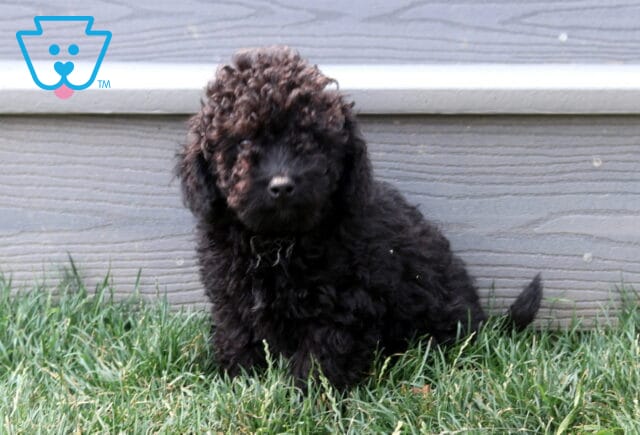 Charlie Cavapoo2 image
