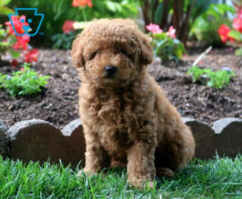 Charlotte Toy Goldendoodle