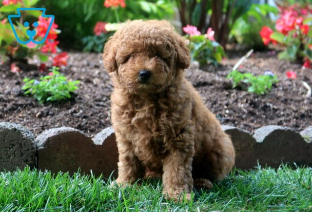 Charlotte Toy Goldendoodle image