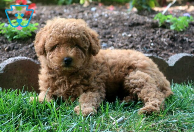 Charlotte Toy Goldendoodle2 image