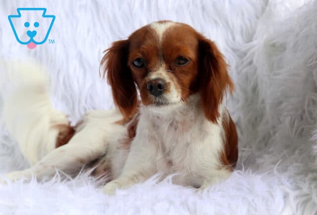 Charm Cavapoo Alvin Stoltzfus image