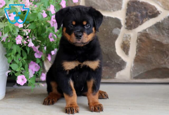 Charming Rottweiler puppy with shiny black fur and warm tan accents sitting proudly beside vibrant pink blossoms, facing the camera with a calm expression against a rustic stone backdrop. image