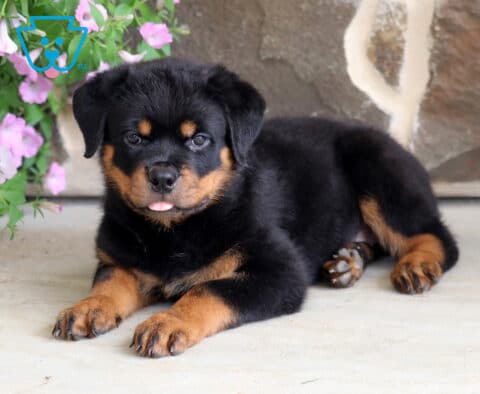 Adorable Rottweiler puppy with glossy black and tan markings lying on a patio with its tiny tongue peeking out, relaxing beside cascading pink flowers and a rustic stone wall.