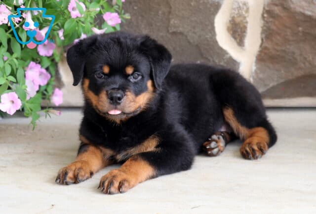 Adorable Rottweiler puppy with glossy black and tan markings lying on a patio with its tiny tongue peeking out, relaxing beside cascading pink flowers and a rustic stone wall. image
