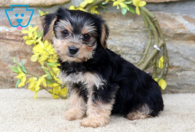 Tiny Yorkshire Terrier (Yorkie) puppy sitting on a plush cream rug, featuring a silky black and tan coat, perky ears, and an inquisitive expression, with bright yellow flowers and a rustic stone wall creating a charming backdrop. image