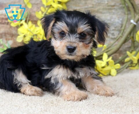 Chase Yorkie2