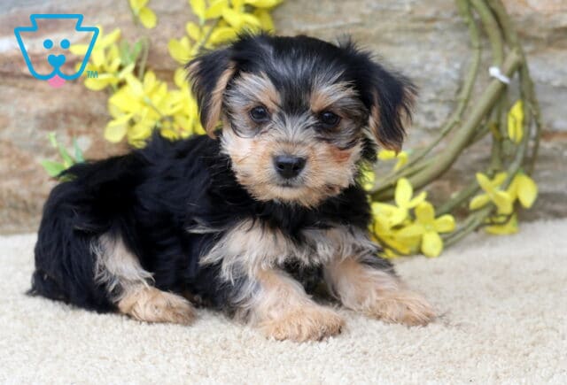 Adorable black and tan Yorkshire Terrier (Yorkie) puppy lounging on a soft cream rug, showing a fluffy coat, expressive eyes, and a curious gaze, with bright yellow flowers and a rustic stone wall in the background. image