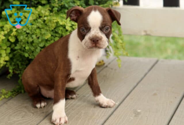 Chocolate and white Boston Terrier puppy with a broad white facial blaze sitting on a wooden porch, featuring bright eyes, white paws, and a lush trailing plant in the background. image