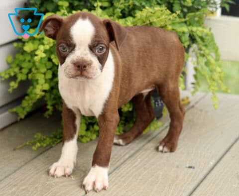 Chocolate and white Boston Terrier puppy standing confidently on a wooden porch, showcasing a sleek coat, bright alert eyes, white socks, and classic tuxedo markings beside vibrant cascading greenery.