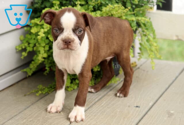 Chocolate and white Boston Terrier puppy standing confidently on a wooden porch, showcasing a sleek coat, bright alert eyes, white socks, and classic tuxedo markings beside vibrant cascading greenery. image