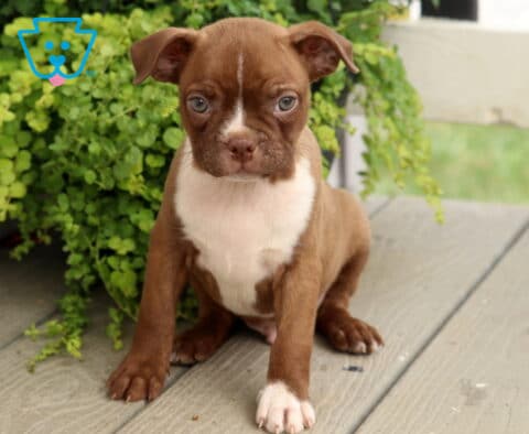 Chocolate Boston Terrier puppy with a white chest and tiny white blaze sitting on a wooden porch, gazing curiously beside a vibrant green trailing plant.