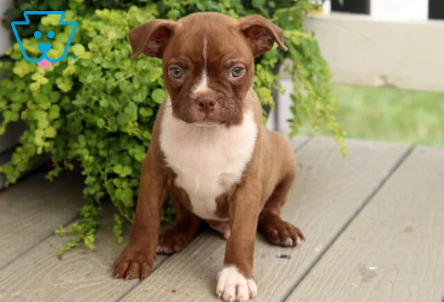 Chocolate Boston Terrier puppy with a white chest and tiny white blaze sitting on a wooden porch, gazing curiously beside a vibrant green trailing plant. image