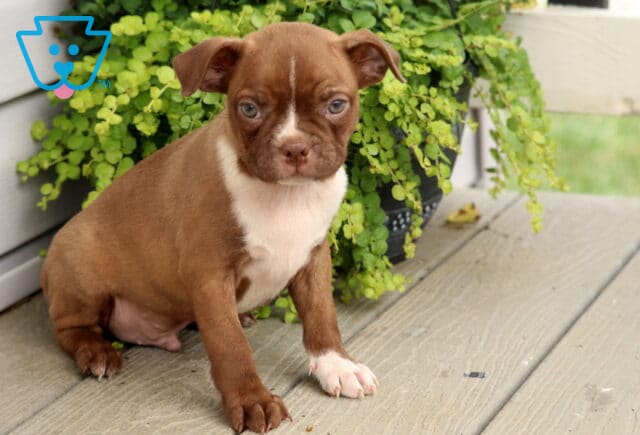 Chocolate Boston Terrier puppy with a crisp white chest and one white front paw sitting on a wooden porch, framed by cascading greenery and looking attentively at the camera. image