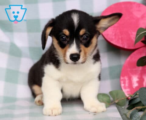 Cheddar Welsh Corgi
