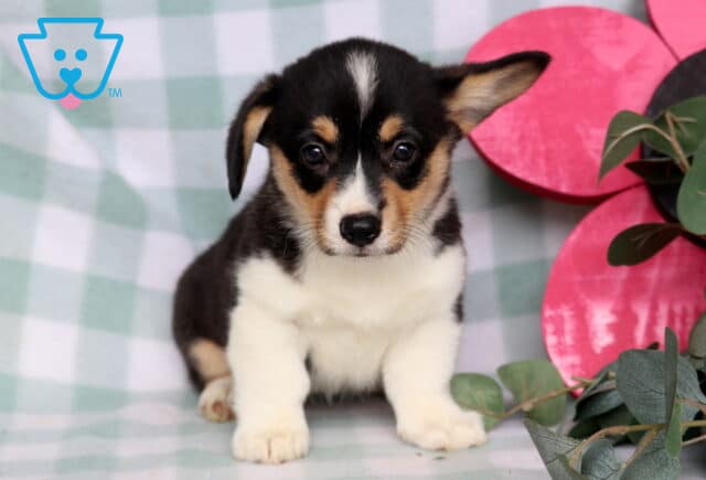 Cheddar Welsh Corgi image
