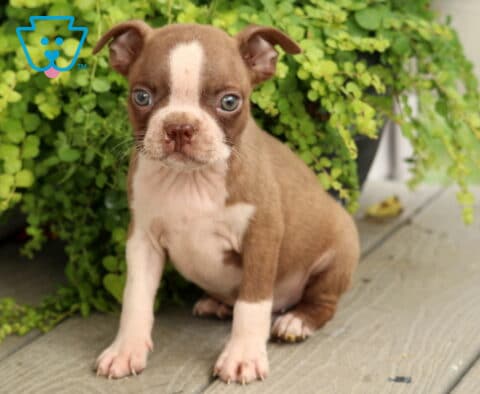 Fawn and white Boston Terrier puppy sitting on a wooden porch, displaying wide expressive eyes, a narrow white facial blaze, and adorable compact features beside lush trailing greenery.