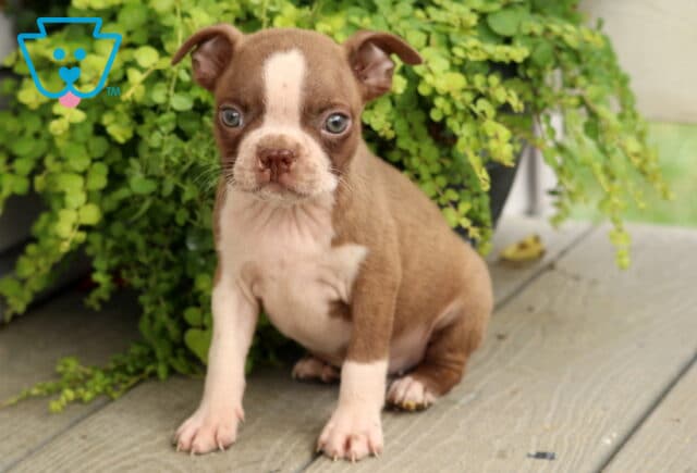 Fawn and white Boston Terrier puppy sitting on a wooden porch, displaying wide expressive eyes, a narrow white facial blaze, and adorable compact features beside lush trailing greenery. image
