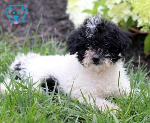 Fluffy black and white Mini Goldendoodle puppy relaxing in green grass, featuring a curly coat, a distinctive white blaze on its forehead, and bright eyes, with blooming white hydrangeas in the background.
