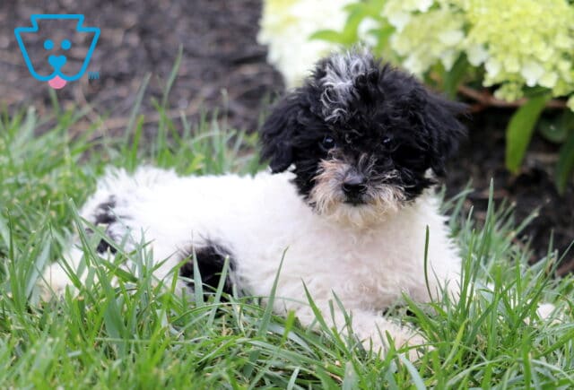 Fluffy black and white Mini Goldendoodle puppy relaxing in green grass, featuring a curly coat, a distinctive white blaze on its forehead, and bright eyes, with blooming white hydrangeas in the background. image