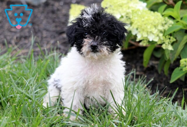 Curly black and white Mini Goldendoodle puppy sitting in lush green grass, showing off a fluffy coat with a white-tipped forehead and expressive eyes, framed by blooming white hydrangeas and vibrant garden foliage. image