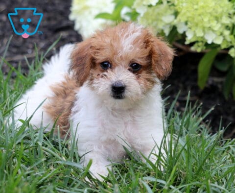 White and apricot Mini Goldendoodle puppy resting in green grass, featuring a fluffy wavy coat, bright round eyes, and a white blaze on its forehead, with blooming white hydrangeas and lush greenery in the background.