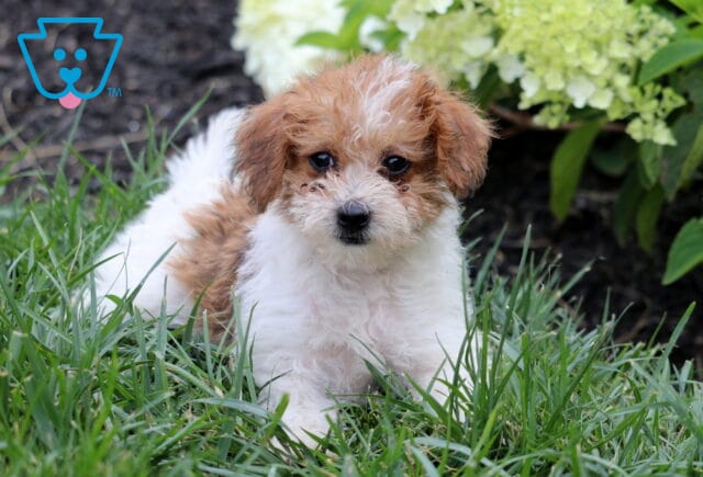 White and apricot Mini Goldendoodle puppy resting in green grass, featuring a fluffy wavy coat, bright round eyes, and a white blaze on its forehead, with blooming white hydrangeas and lush greenery in the background. image