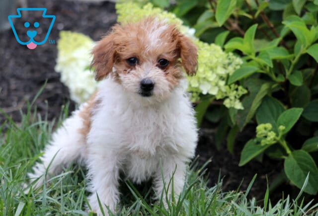 White and apricot Mini Goldendoodle puppy standing in lush green grass, showcasing a fluffy wavy coat, dark expressive eyes, and a white blaze on its forehead, with blooming white hydrangeas and vibrant garden foliage in the background. image
