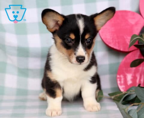 Cherry Welsh Corgi