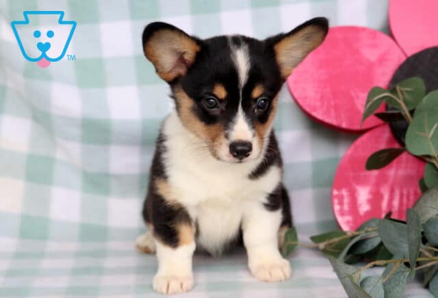 Cherry Welsh Corgi image