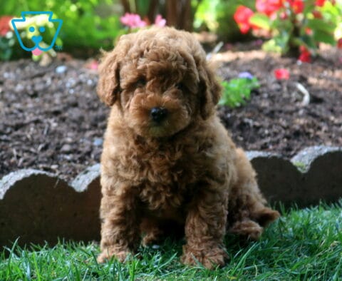 Chewy Toy Goldendoodle