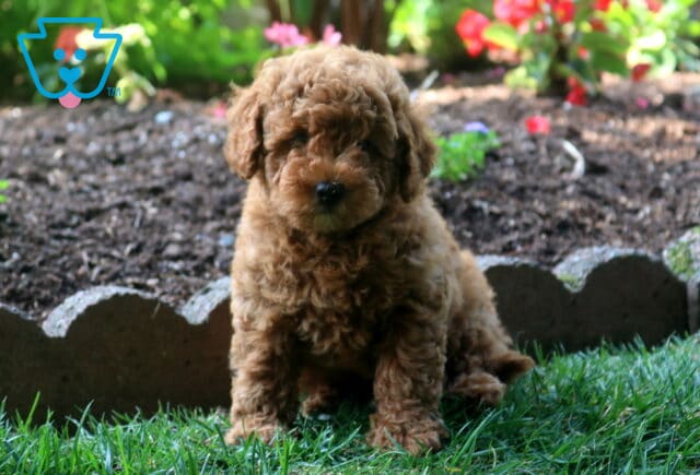Chewy Toy Goldendoodle image