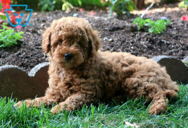 Chewy Toy Goldendoodle2 image