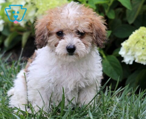 Fluffy white and apricot Mini Goldendoodle puppy sitting in green grass, showing a soft curly coat and sweet dark eyes, with blooming white hydrangeas and lush greenery in the background.