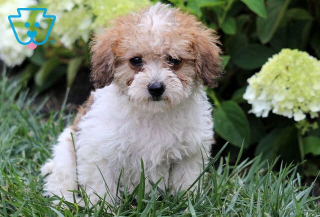 Fluffy white and apricot Mini Goldendoodle puppy sitting in green grass, showing a soft curly coat and sweet dark eyes, with blooming white hydrangeas and lush greenery in the background. image