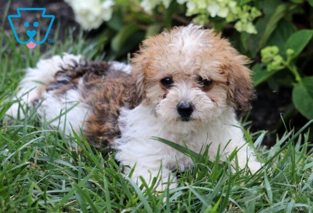 Adorable white and apricot Mini Goldendoodle puppy relaxing in lush green grass, featuring a fluffy tri-colored coat and expressive dark eyes, with blooming white hydrangeas and leafy shrubs in the background. image