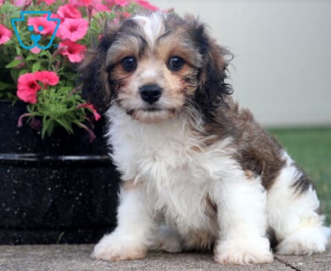 Chip Cavachon