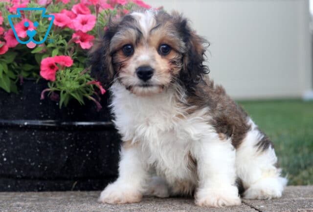 Fluffy tri-color Cavachon puppy sitting on a concrete patio with soulful eyes, curly ears, and bright pink flowers blooming in the background. image
