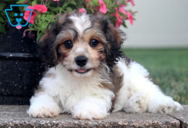 Adorable tri-color Cavachon puppy lying on a concrete patio with fluffy paws, a tiny tongue peeking out, and vibrant pink flowers creating a cheerful garden backdrop. image