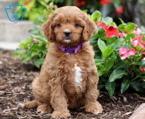 Cinnamon Cavapoo