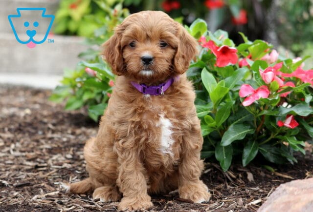 Cinnamon Cavapoo image