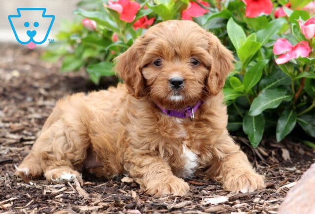 Cinnamon Cavapoo2 image