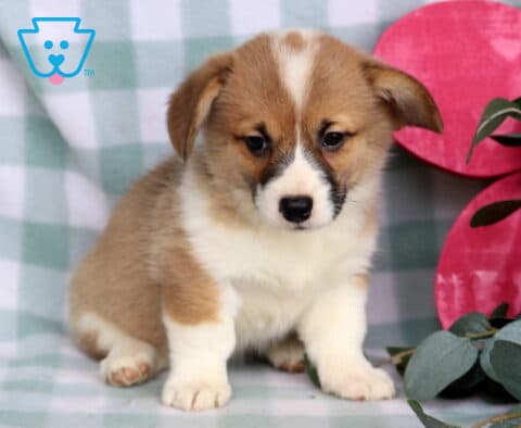 Cinnamon Welsh Corgi