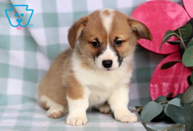 Cinnamon Welsh Corgi image