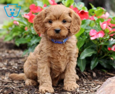 Cjay Cavapoo
