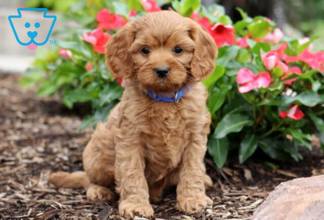 Cjay Cavapoo image